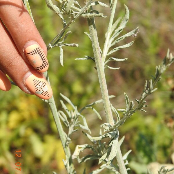 Centaurea diffusa Kôra