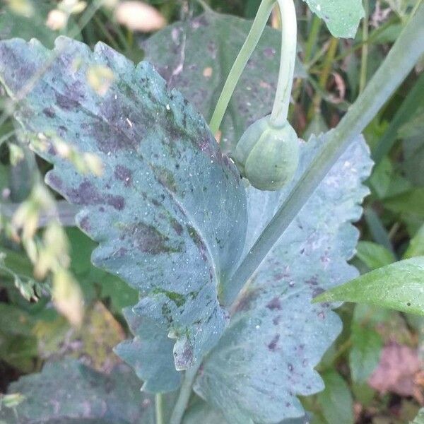 Papaver somniferum Плод