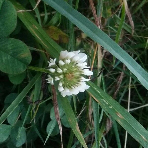 Trifolium repens Λουλούδι