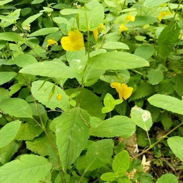 Impatiens noli-tangere Blodyn