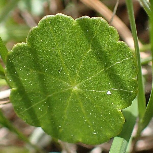 Hydrocotyle vulgaris List