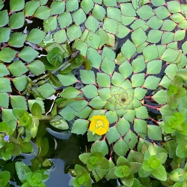 Ludwigia sedoides Flor