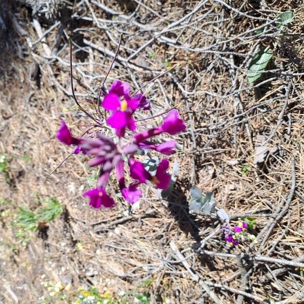 Moricandia moricandioides Fleur