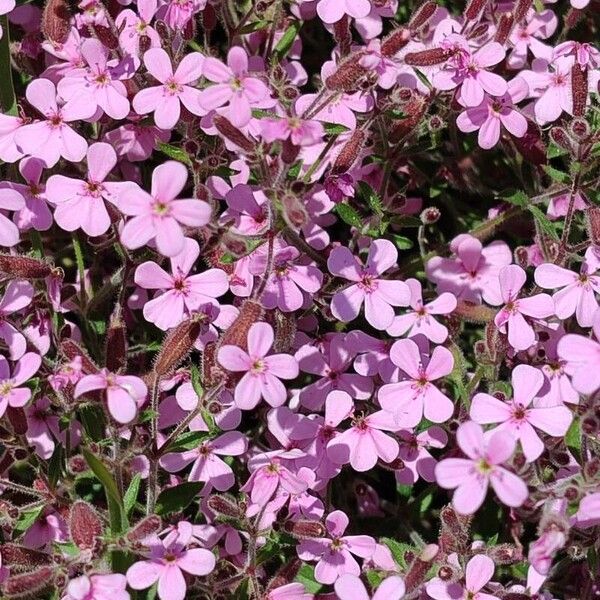 Saponaria ocymoides Kwiat