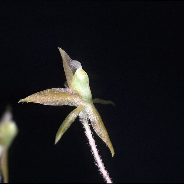 Epidendrum microphyllum Flower