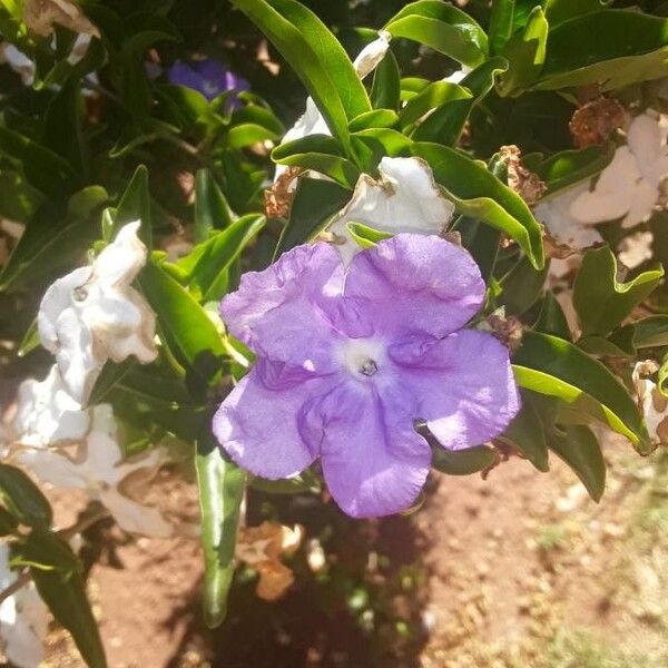 Brunfelsia australis (Yesterday-today-and-tomorrow)