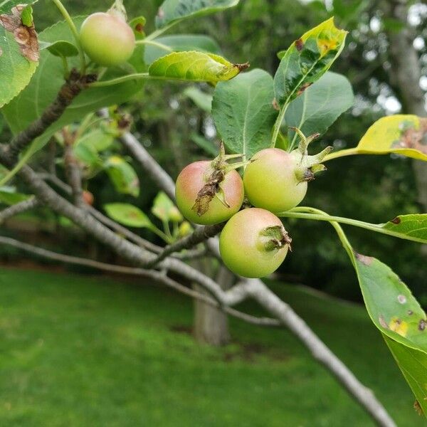 Malus prunifolia Плод