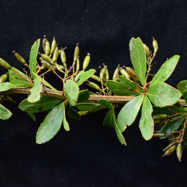 Berberis aristata Habit