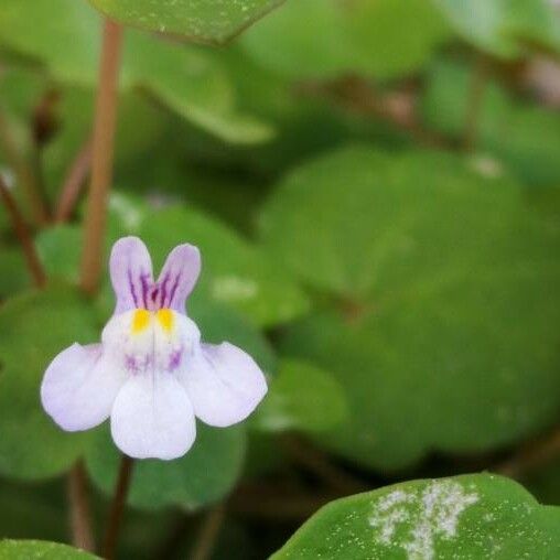 Cymbalaria muralis Fiore