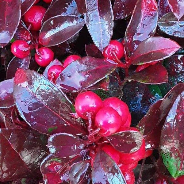 Gaultheria procumbens ফল