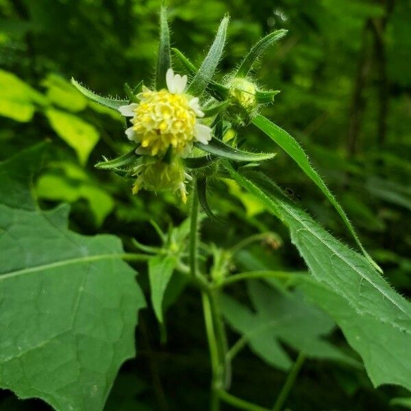 Polymnia canadensis Cvet