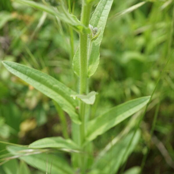 Cynoglossum montanum Blatt