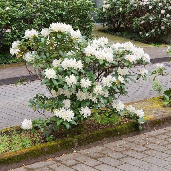 Rhododendron maximum 整株植物