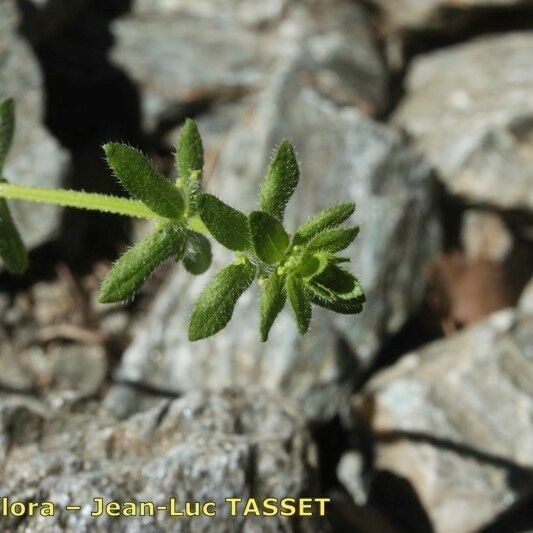 Cruciata pedemontana Altro