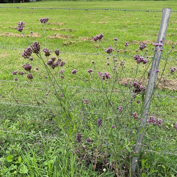 Verbena incompta Celota