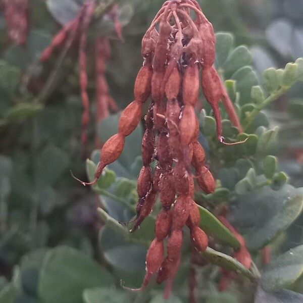 Coronilla glauca Fruit