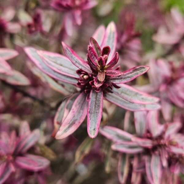 Veronica × andersonii Leaf