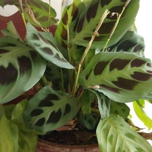 Maranta leuconeura Fuelha