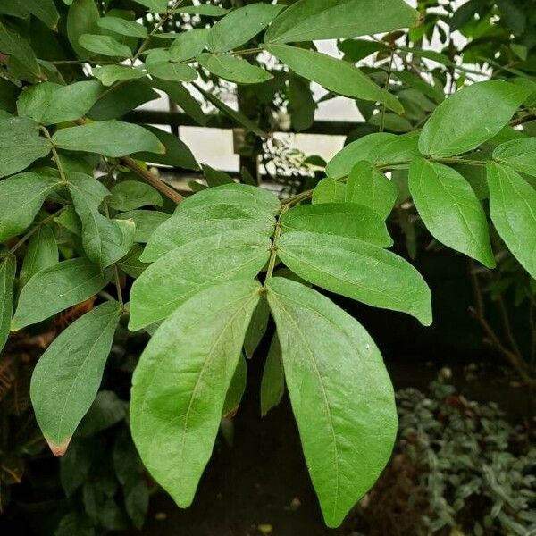 Calliandra haematocephala Blad