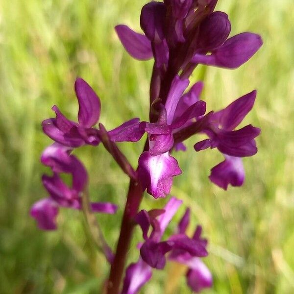 Anacamptis morio Blüte