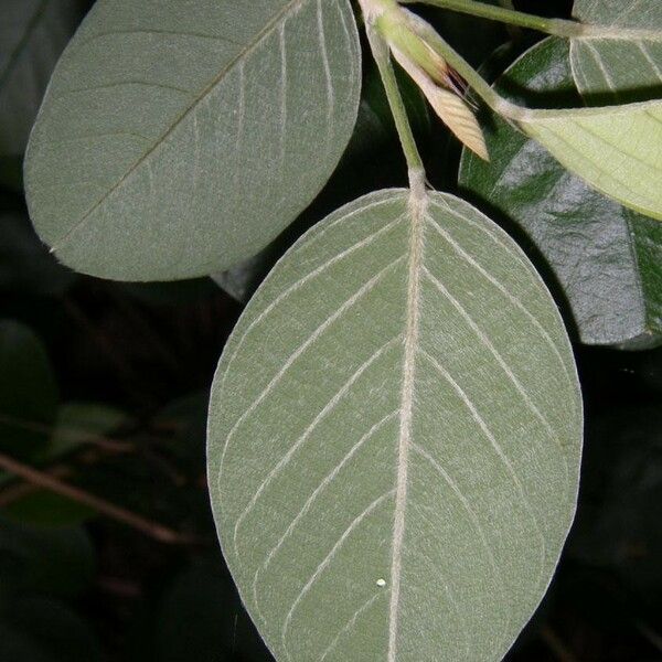 Desmodium heterocarpon Leaf