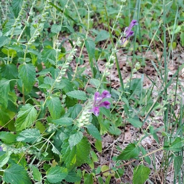 Scutellaria columnae Floro