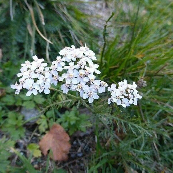 Achillea erba-rotta Flower