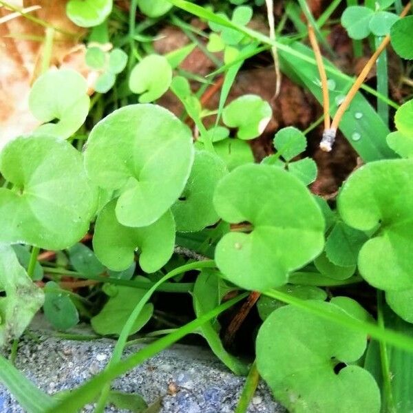 Dichondra carolinensis Leaf