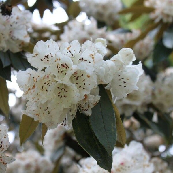 Rhododendron crinigerum Kvet