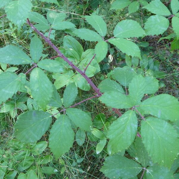 Rubus echinatus Other