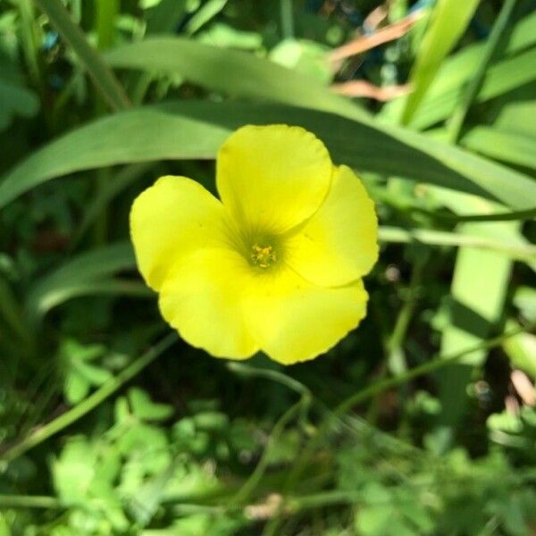 Oxalis pes-caprae Blüte