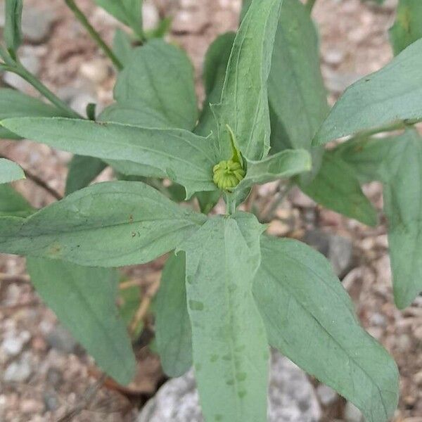 Pascalia glauca ഇല