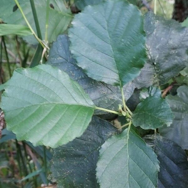 Alnus glutinosa Hostoa