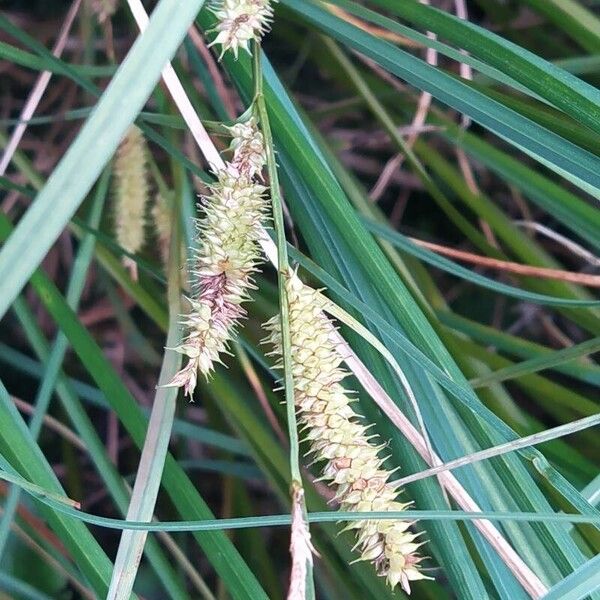 Carex rostrata Fruitua