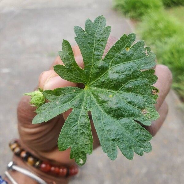 Modiola caroliniana Leaf