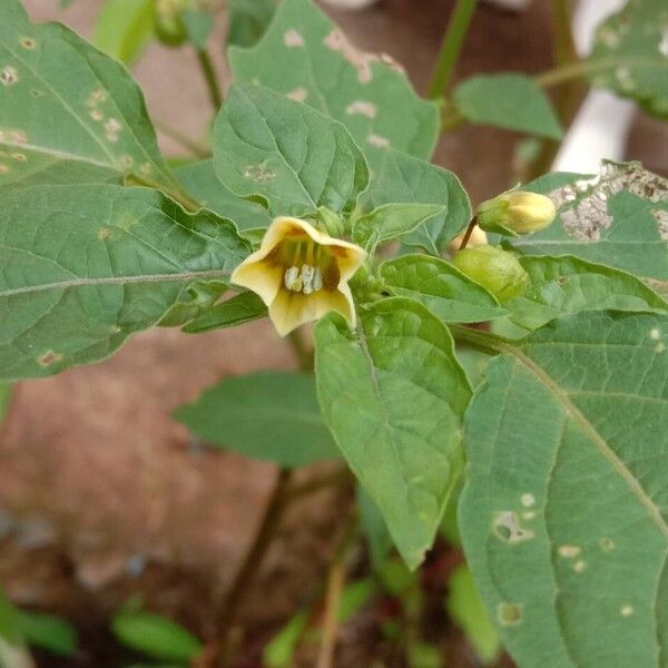 Physalis angulata Flower