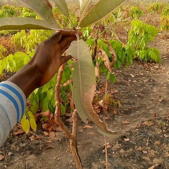 Terminalia macroptera Hoja