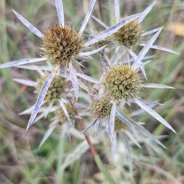 Eryngium campestre Fiore