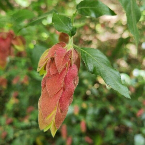 Justicia brandegeeana Flor