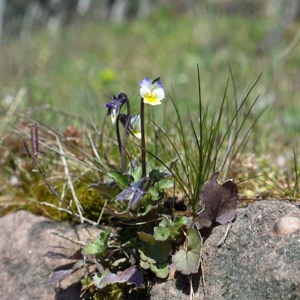 Viola kitaibeliana Cvet