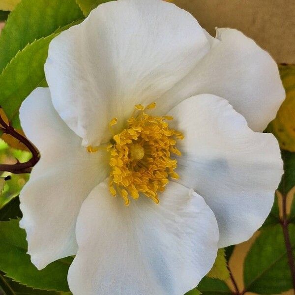 Rosa laevigata Flower