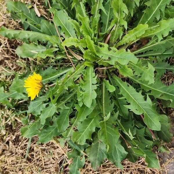 Taraxacum sonchoides Агульны выгляд