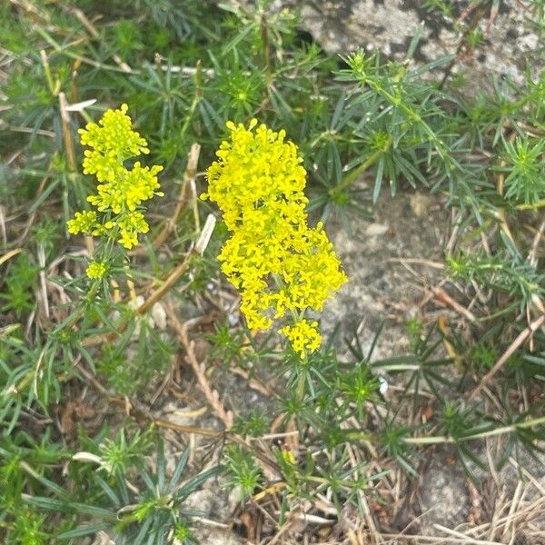 Galium verum Blüte