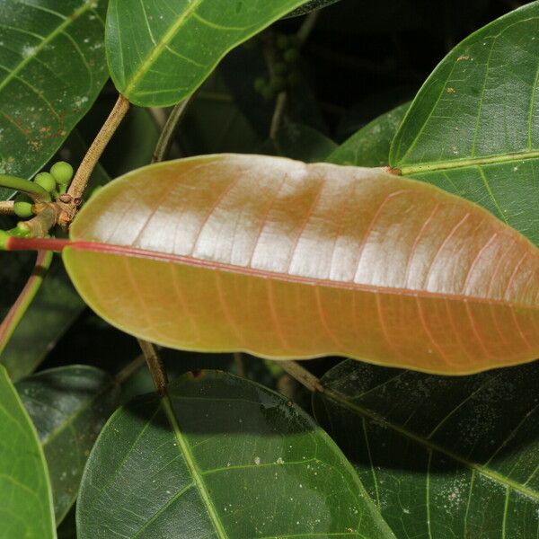 Ficus citrifolia Лист