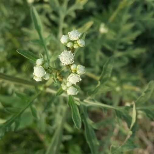 Parthenium hysterophorus Flower