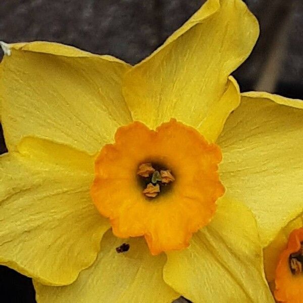 Narcissus jonquilla Flor