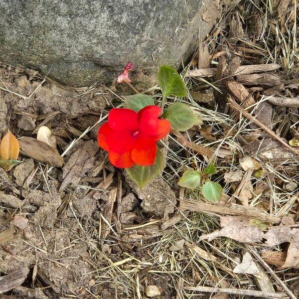 Impatiens walleriana Kukka