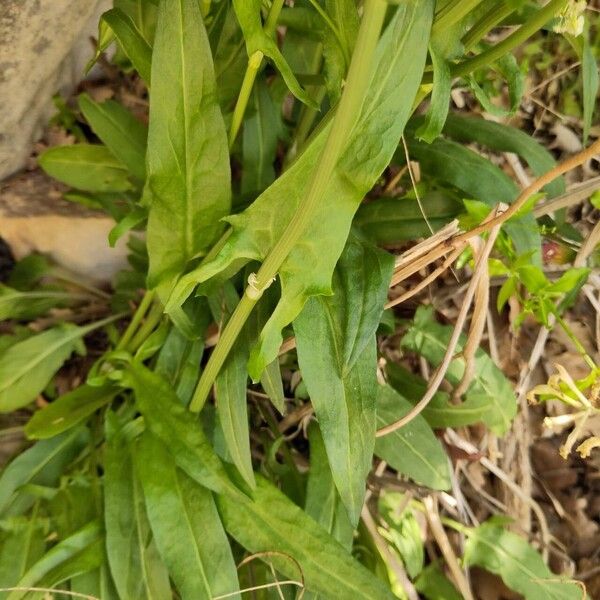 Rumex intermedius Feuille