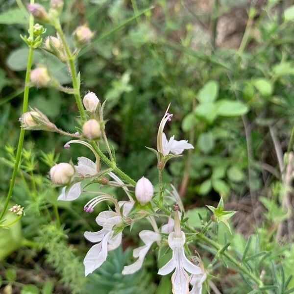 Teucrium pseudochamaepitys Flors