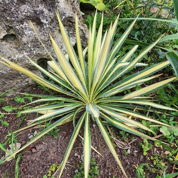 Yucca filamentosa Liść